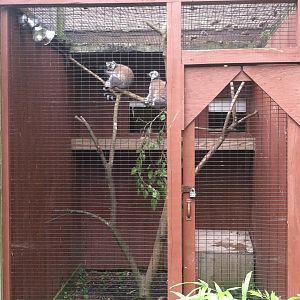 Lemur Exhibit (1 of 5)