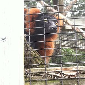 Red Ruffed Lemur