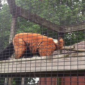 Red Ruffed Lemur
