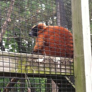 Red Ruffed Lemur