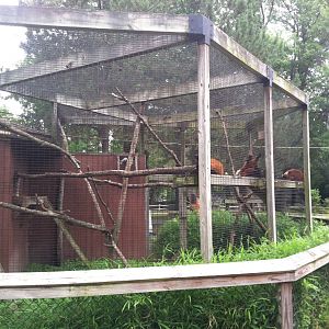 Red Ruffed Lemur Exhibit