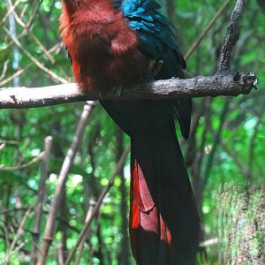 Jul. 2015 - Jungle Trails - Chestnut-breasted Malkoha (New Species)