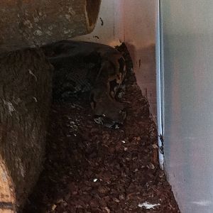 Madagascar Ground Boa