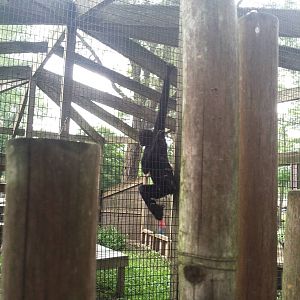 Brown-headed Spider Monkey