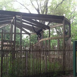 Brown-headed Spider Monkey Exhibit