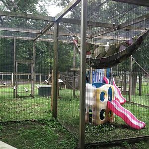 Lar Gibbon Exhibit