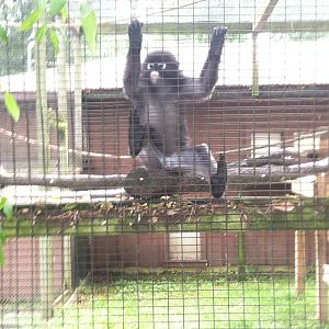 Dusky Leaf Monkey