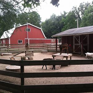 Goat Petting Yard