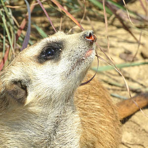 Jul. 2015 - Africa - Juvenile Meerkat