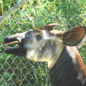 Jul. 2015 - Rhino Reserve - Kiloro