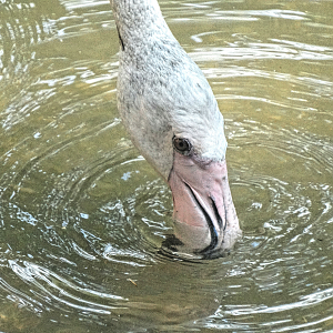 Jul. 2015 - Rhino Reserve - Greater Flamingo
