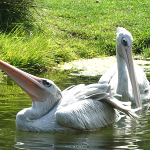 Jul. 2015 - Africa - Pink-backed Pelicans