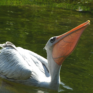 Jul. 2015 - Africa - Pink-backed Pelican