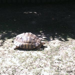 Radiated Tortoise