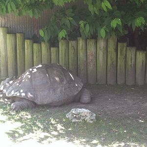 Galapagos Tortoise