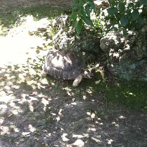 Radiated Tortoise