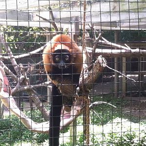 Red Ruffed Lemur
