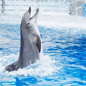 Jun. 2015 - Dolphin Days