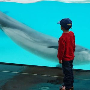 Jun. 2015 - Dolphin Point