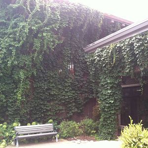 Ivy on Katthoefer Animal Building