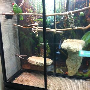 Green-cheeked Amazon