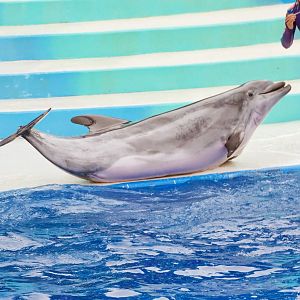 Jun. 2015 - Dolphin Days