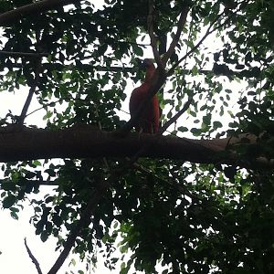 Scarlet Ibis