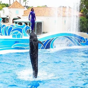 Jun. 2015 - Dolphin Days - Pilot Whale