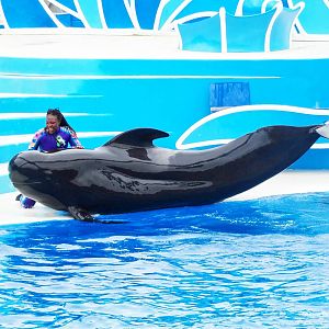 Jun. 2015 - Dolphin Days - Pilot Whale