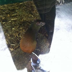 Red-Rumped Agouti