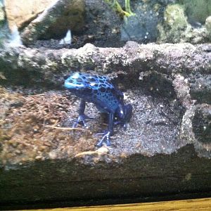 Blue Poison Dart Frog