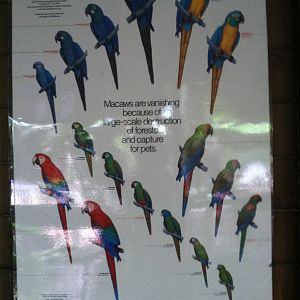Macaw Poster