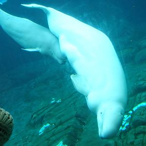 Jun. 2015 - Wild Arctic - Mother and Young - Beluga