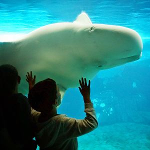 Jun. 2015 - Wild Arctic - Beluga