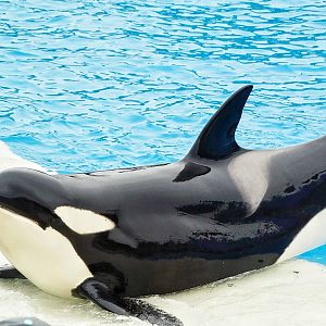 Jun. 2015 - One Ocean - Kasatka