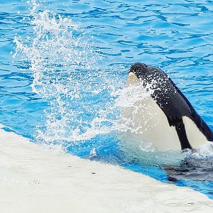 Jun. 2015 - One Ocean - Kasatka