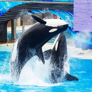 Jun. 2015 - One Ocean - Orkid and Nakai