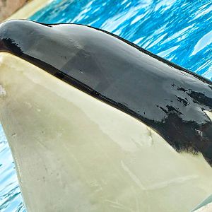 Jun. 2015 - Dine With Shamu - Keet