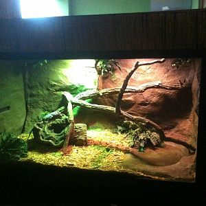 Baker's Spiny-Tailed Iguana