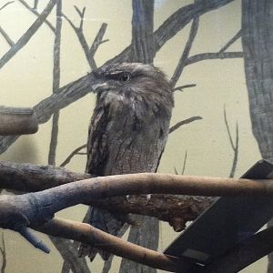 Tawny Frogmouth