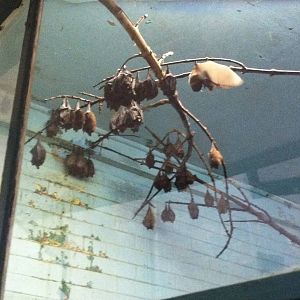 Seba's Short-Tailed Bats