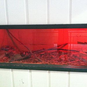 Rusty-Spotted Genet Exhibit