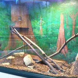 Rusty-Spotted Genet Exhibit