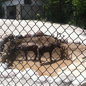 Reindeer Mist Shower