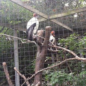 King Vultures