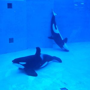 Jun. 2015 - Ulises and Orkid