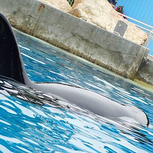 Jun. 2015 - Dine With Shamu - Corky