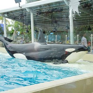 Jun. 2015 - Dine With Shamu - Corky