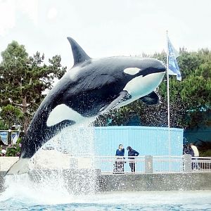 Jun. 2015 - Dine With Shamu - Corky