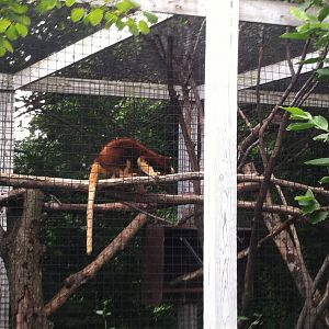 Matschie's Tree Kangaroo
